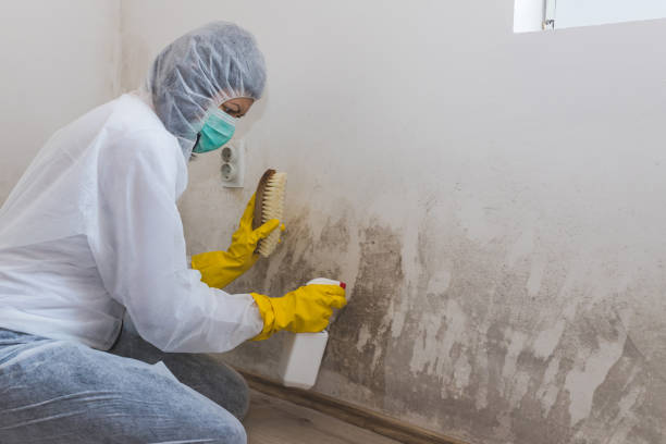 Professional Mold Inspection, Removal & Remediation in Ware Shoals, SC